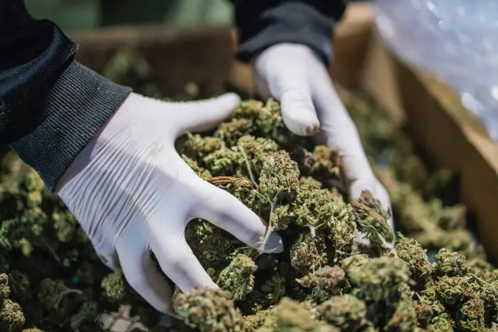 Exploring the Different Forms of Cannabis