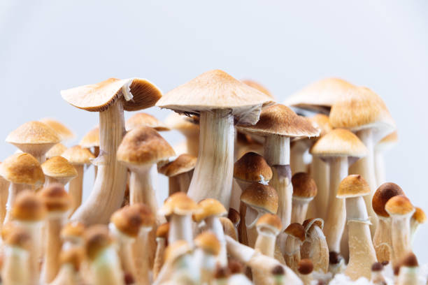 Unlocking the Benefits: Magic Mushroom Montreal – Where to Buy Online?