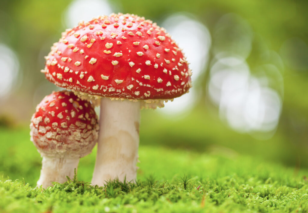 Amanita Muscaria Gummies: A Controversial Product Review