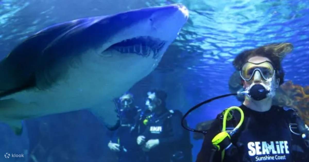 Thrilling Shark Species You Can Encounter on a Tour